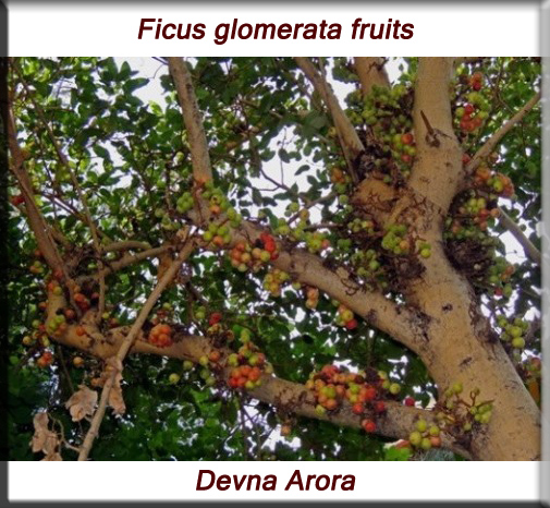 Ficus glomerata fruits